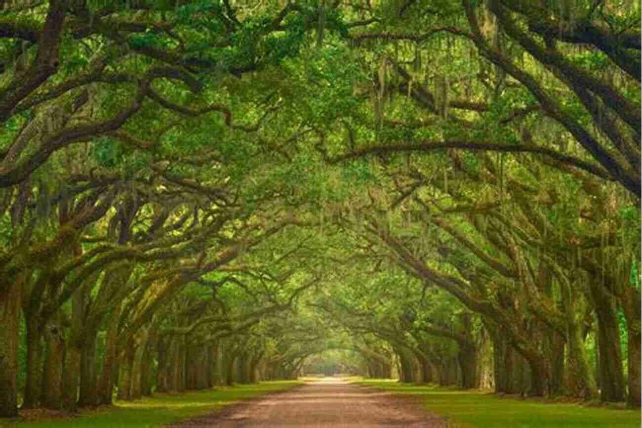 Biking Through Breathtaking Georgia Landscapes From Atlanta To Savannah Atlanta To Savannah: A Cyclist S Guidebook