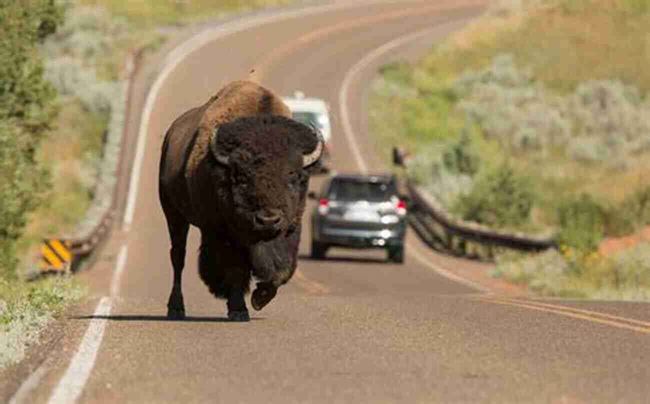 Bison Roaming Freely In The Vast Landscapes Of The American West Re Bisoning The West: Restoring An American Icon To The Landscape