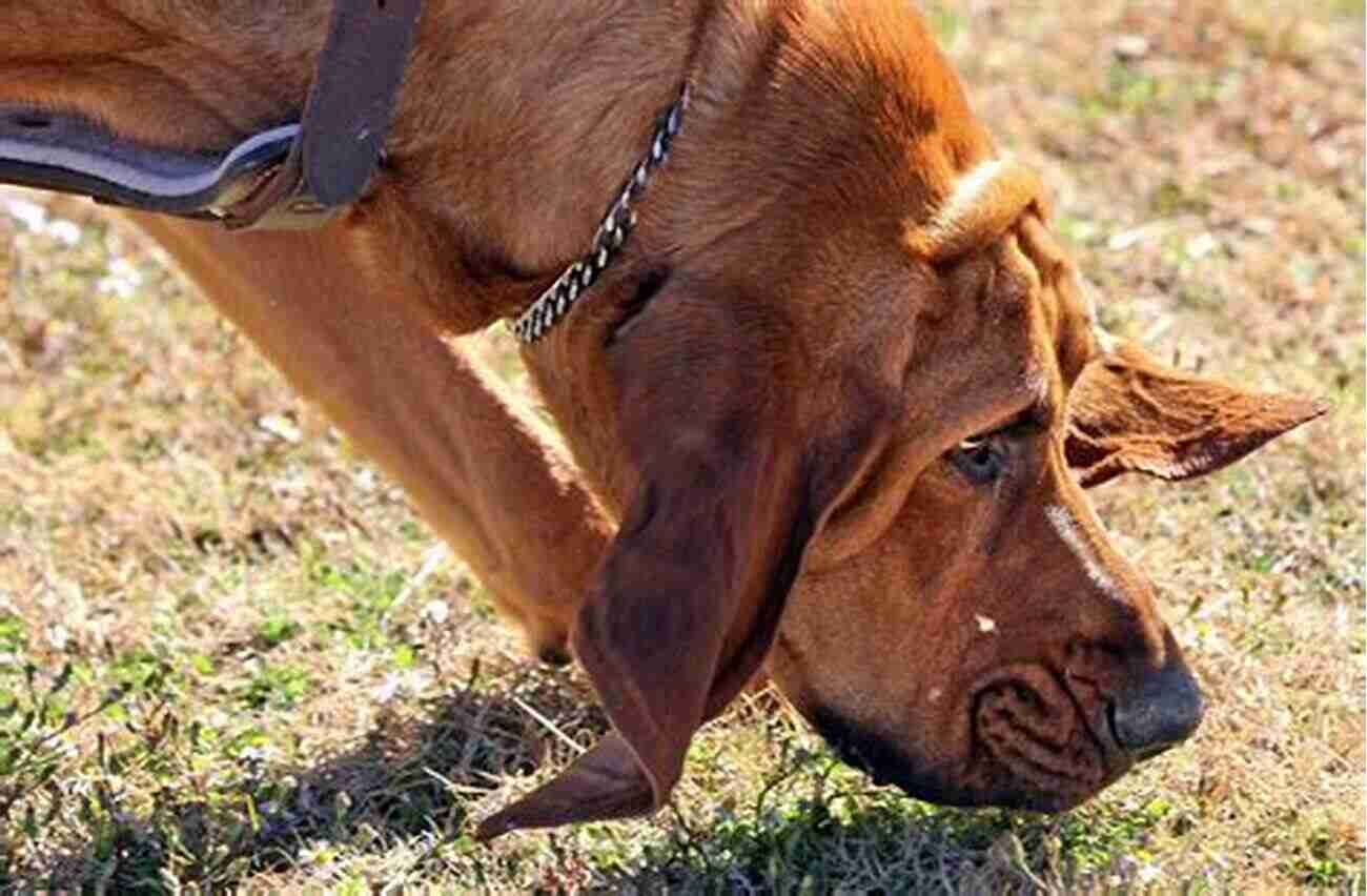 Bloodhound Sniffing The Ground To Track Scents See The Animals Of The World Sense Sensation For Kids