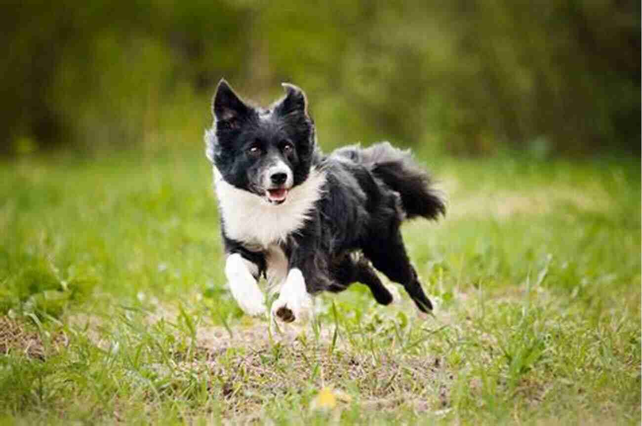 Border Collies Max And Bella Running In A Field Monsieur Le Vet: My Life With Animals In Rural France