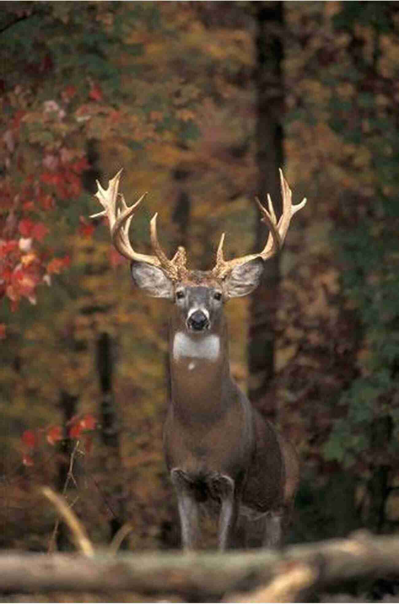 Bow Hunting A Majestic Whitetail In The Wild Bow Hunting Whitetails Charles Yale Harrison