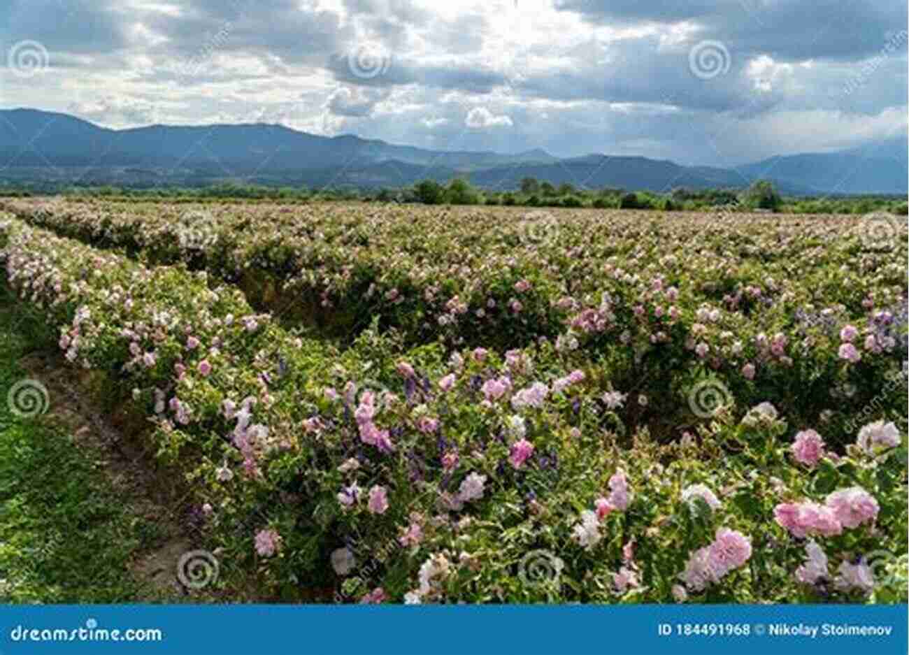 Bulgarian Rose Valley Vast Fields Of Roses Fill The Landscape With Colorful Beauty Roses For Marie A Remarkable Journey Of Discovery In Bulgaria