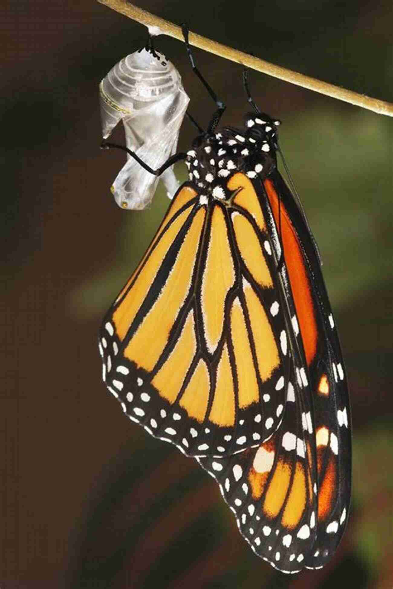 Butterfly Emerging From Chrysalis Shark Information Book: Amazing Facts For Kids With High Quality Pictures Little Kids Picture (Animals Facts Info With High Quality Pics For Kids)