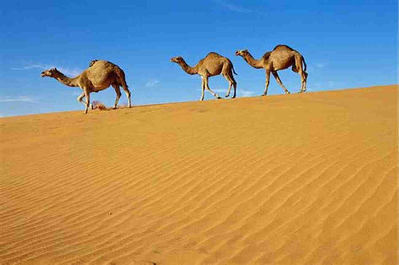 Camel Walking On A Sandy Desert Not All Camels Are In The Desert: An Amazing Personal Story Of A Life Turned Around (The Reputation Factor 3)