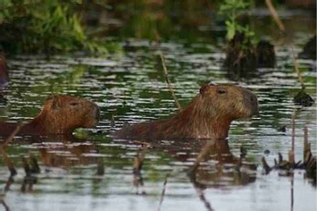 Capybara Enjoying Their Natural Habitat Near A River Capybara A Complete Owner S Guide: Facts Information: Habitat Diet Health Breeding Care And Much More All Covered