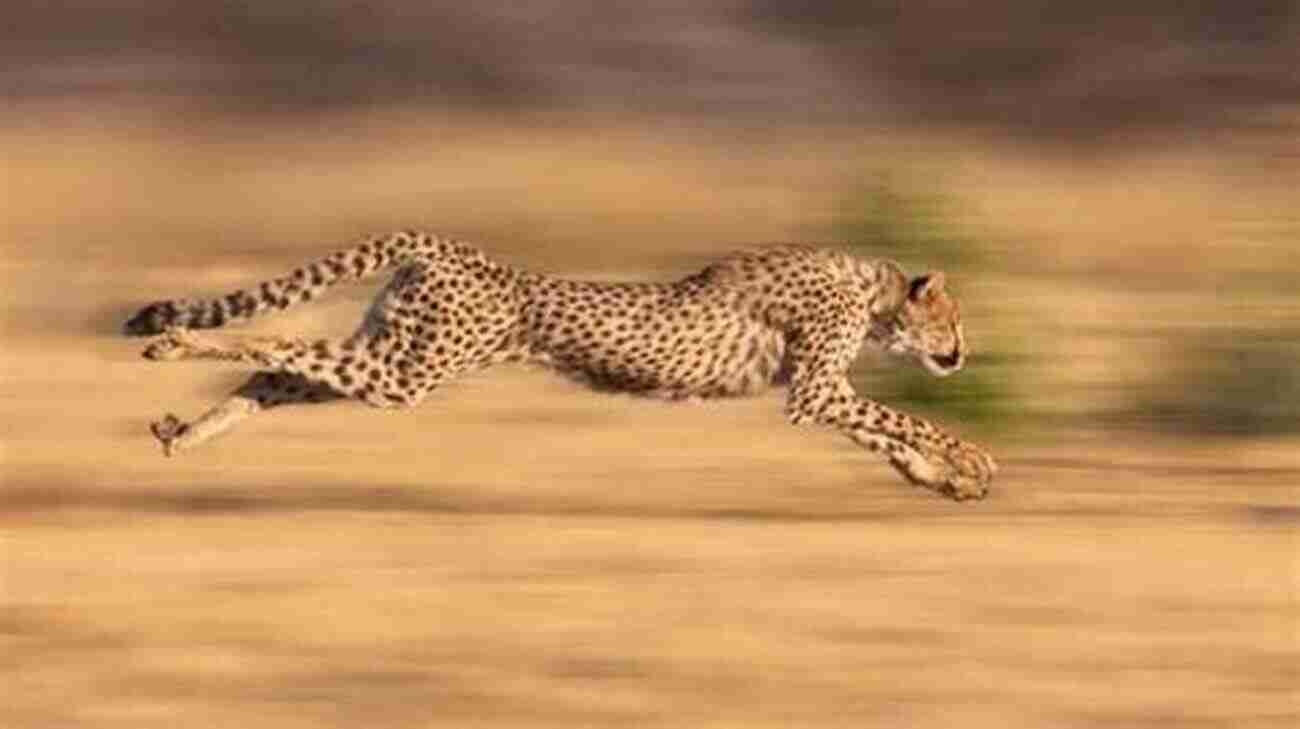 Cheetah In Full Sprint Shark Information Book: Amazing Facts For Kids With High Quality Pictures Little Kids Picture (Animals Facts Info With High Quality Pics For Kids)