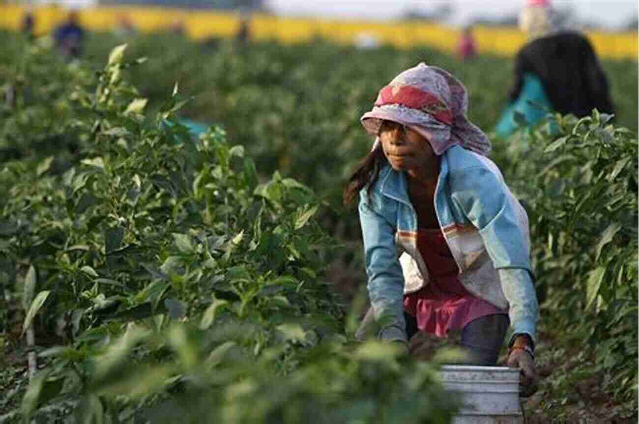 Children Harvesting Crops On A Farm Where Our Food Comes From Children S Agriculture