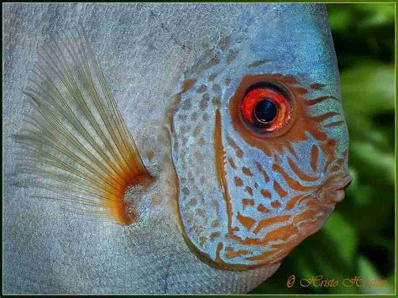 Cleaner Fish And Predatory Fish Collaborating In A Beautiful Display Of Interspecies Solidarity Animals Work And The Promise Of Interspecies Solidarity