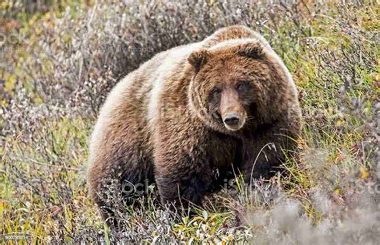 Close Up Of A Grizzly Bear In Alaska's Wilderness This Is Alaska : A Middle Aged Man Comes Face To Face With Wild Alaska