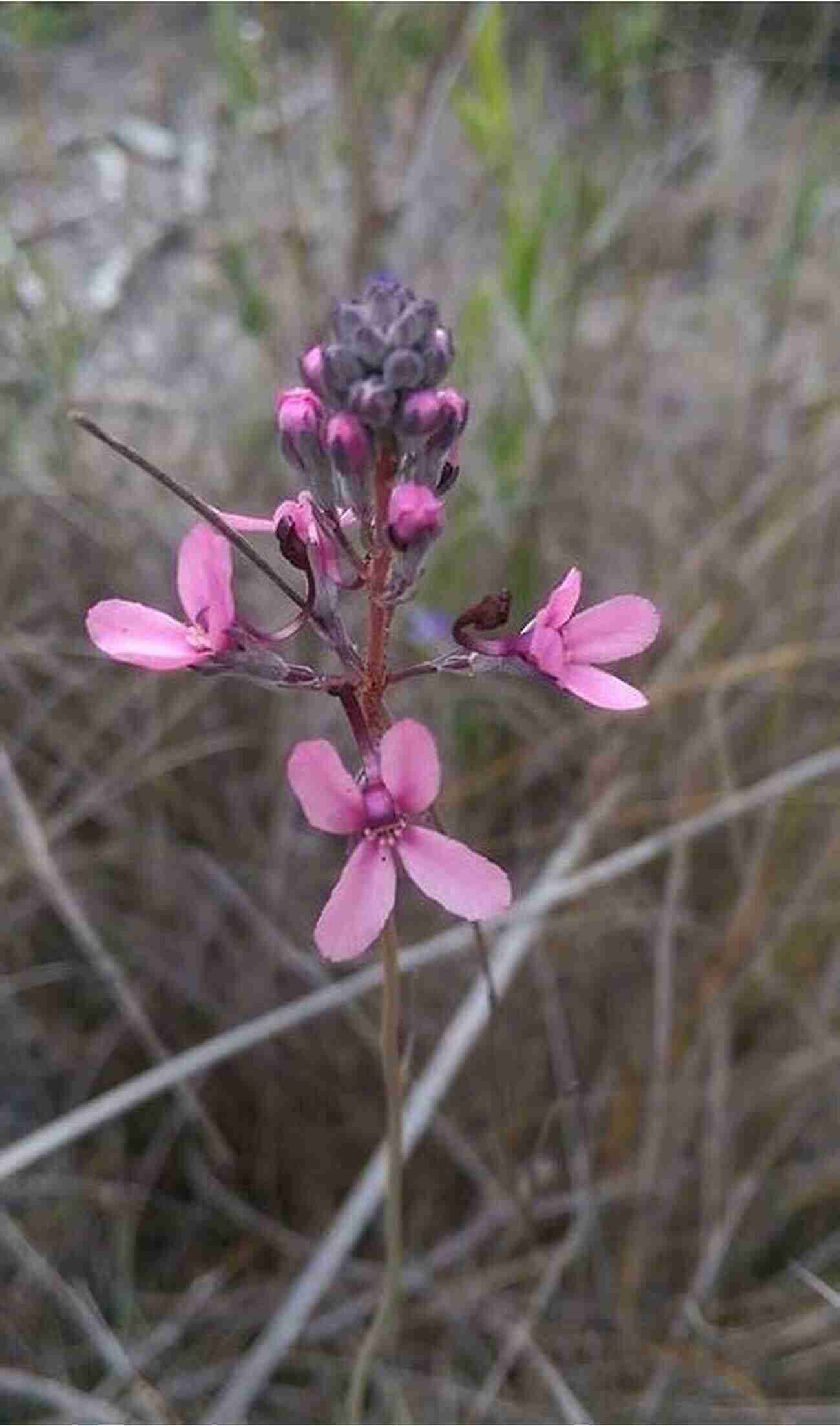 Close Up Shot Of A Vibrant Pink Triggerplant In Full Bloom TRIGGERPLANTS OF WESTERN AUSTRALIA DRMW