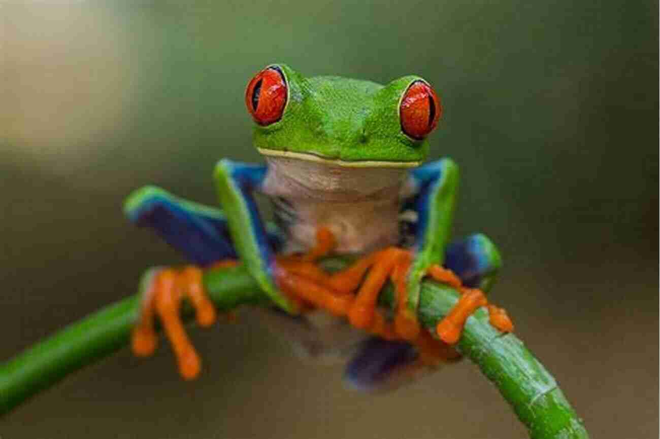 Closeup Of Red Eyed Tree Frog Red Eyed Tree Frogs As Pets: Red Eyed Tree Frog Breeding Where To Buy Types Care Temperament Cost Health Handling Diet And Much More Included A Complete Red Eyed Tree Frog Care Guide