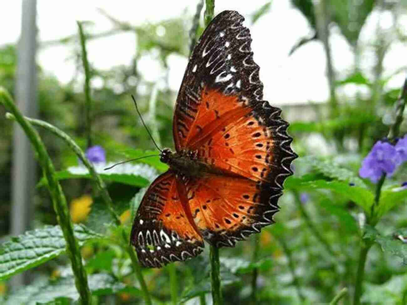 Colorful Butterflies At Kep Butterfly Farm Kep: 10 Must See Attractions Anton Swanepoel