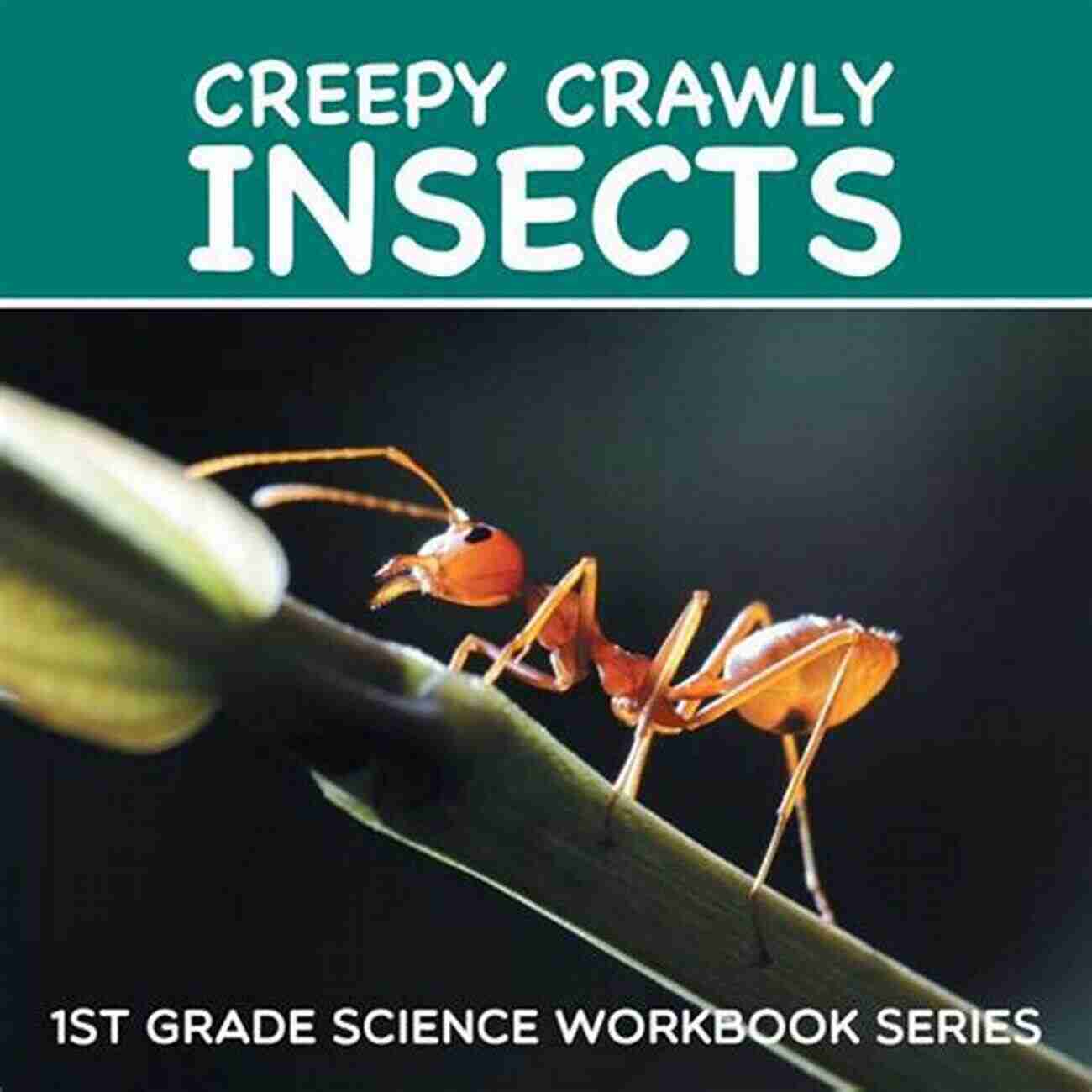 Creepy Crawly Insects 1st Grade Science Workbook Creepy Crawly Insects : 1st Grade Science Workbook