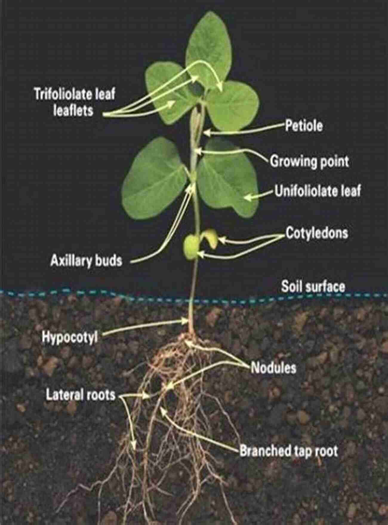 Crop Plant Anatomy A Visual Guide To Understand The Intricacies Of Plant Structures Crop Plant Anatomy Nina C Gonnella