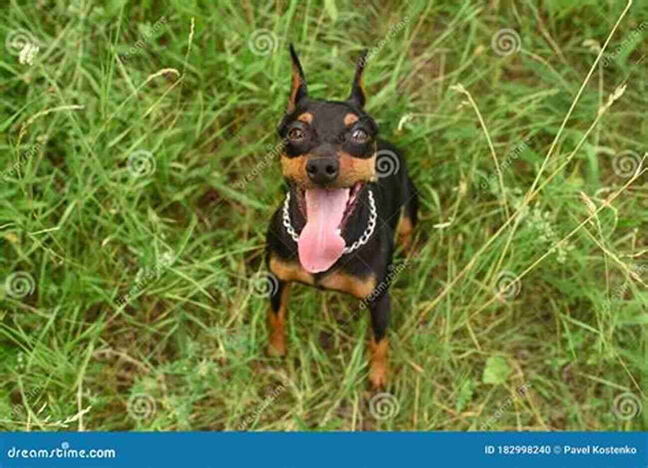 Cute And Energetic Miniature Pinscher Playing In The Park Miniature Pinscher Or Min Pin As Pets: Min Pin General Info Purchasing Care Cost Keeping Health Supplies Food Breeding And More Included The Ultimate Guide For Miniature Pinscher