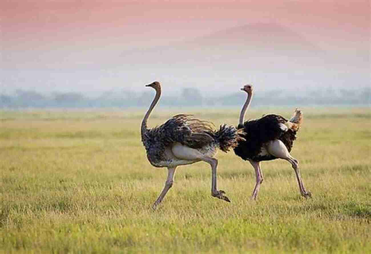 Cute Ostrich Running In The African Savannah Ostrich: Fun Facts On Birds For Kids #20