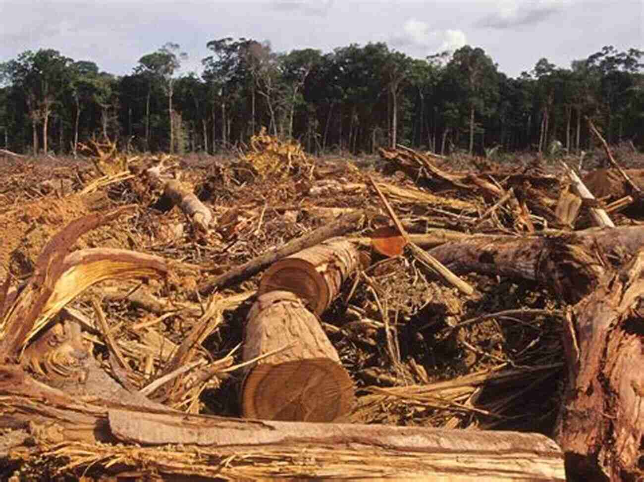 Deforestation Issues In Our Environment: How Are We Killing The Planet We Call Home?