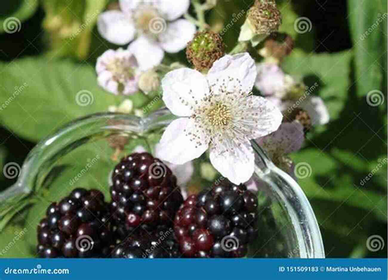 Delicious And Nutritious Wild Berries Blossoming In The Wilderness That Wild Berries Should Grow