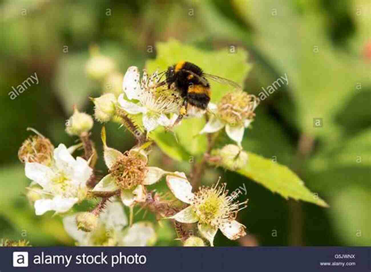 Detailed Illustration Of Bramble Bees Collecting Pollen Bramble Bees And Others Jean Henri Fabre