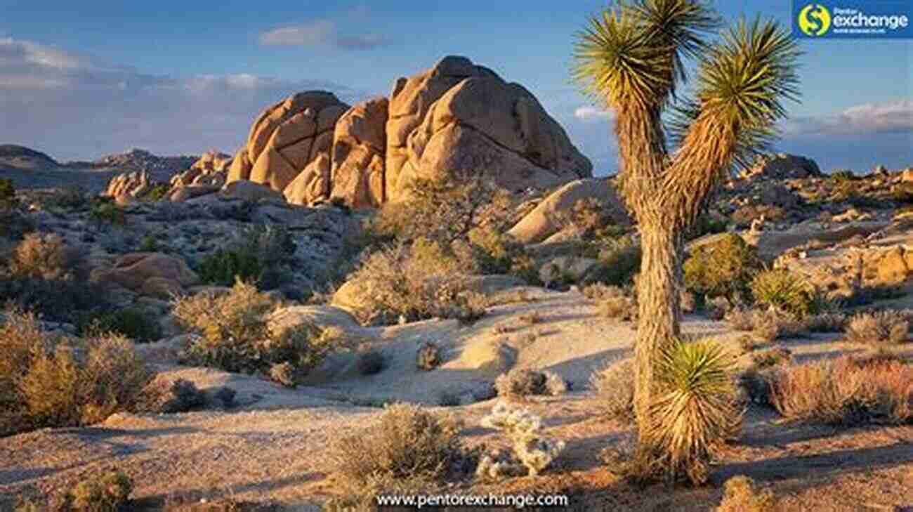 Discover The Unique Landscape Of Joshua Tree National Park Greater Than A Tourist Joshua Tree California USA: 50 Travel Tips From A Local (Greater Than A Tourist California)