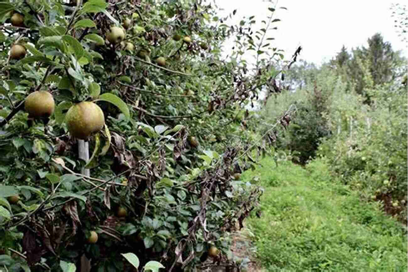 Diseased Apple Tree In A Temperate Orchard Diseases Of Temperate Horticultural Plants