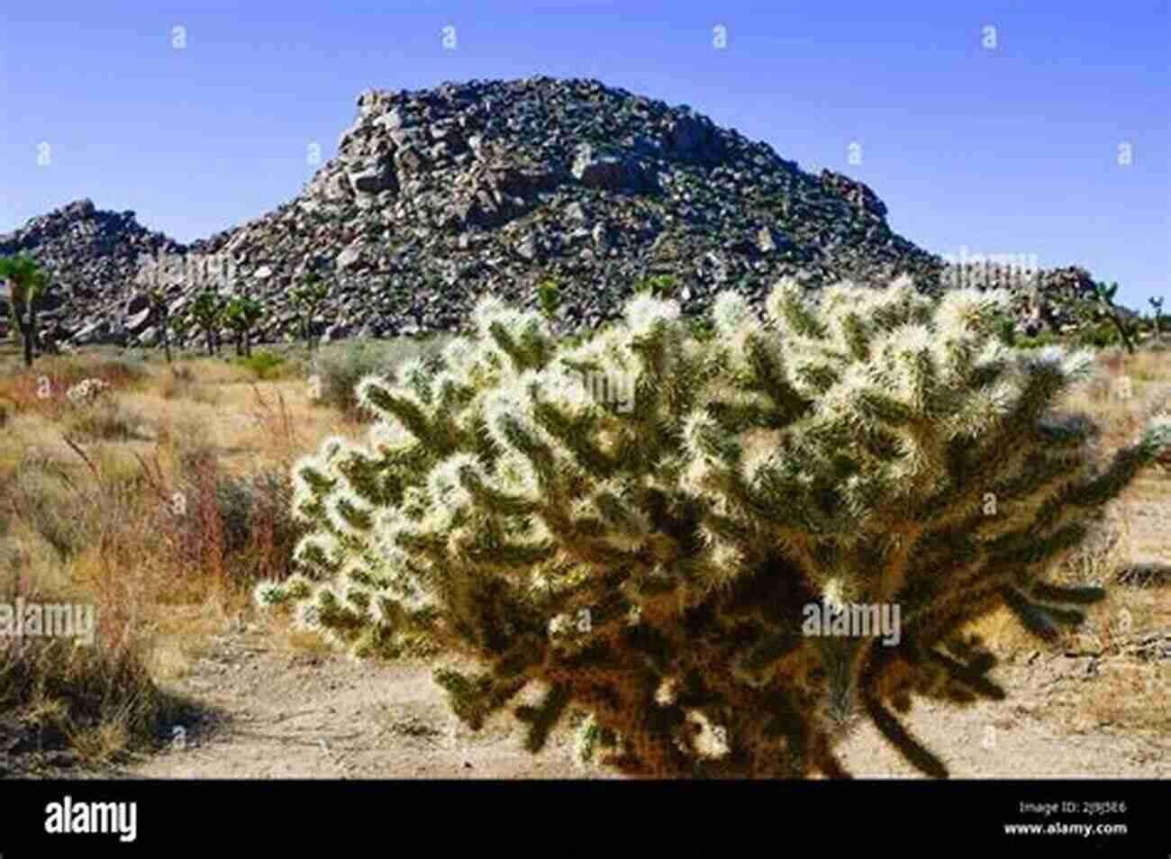 Encounter The Unique Cholla Cactus Garden Greater Than A Tourist Joshua Tree California USA: 50 Travel Tips From A Local (Greater Than A Tourist California)