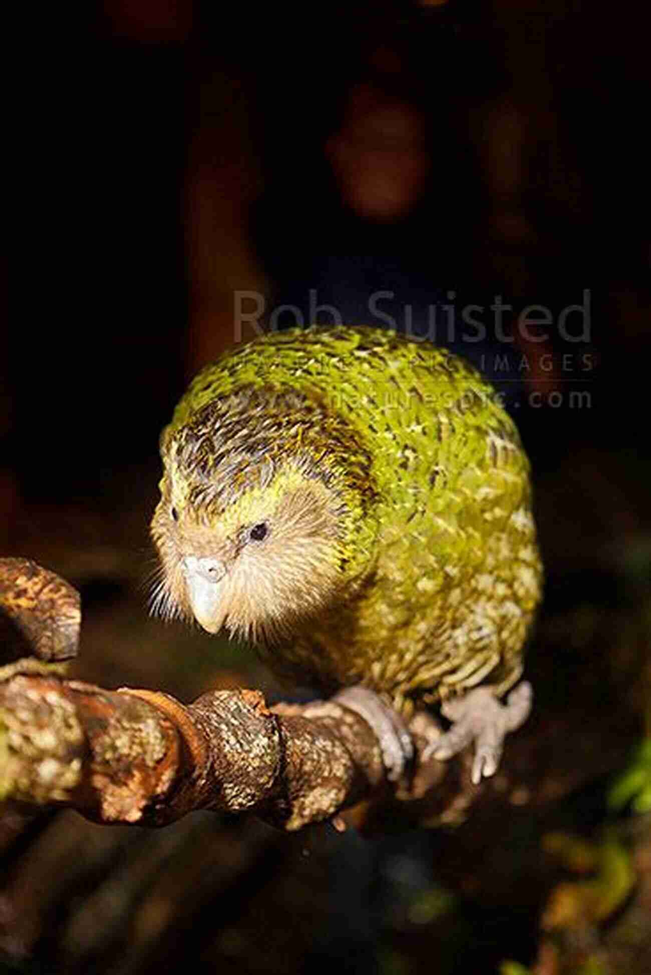 Endangered Kakapo Bird Resting On A Branch Parrot Conservation: From Kakapo To Lear S Macaw Tales Of Hope From Around The World