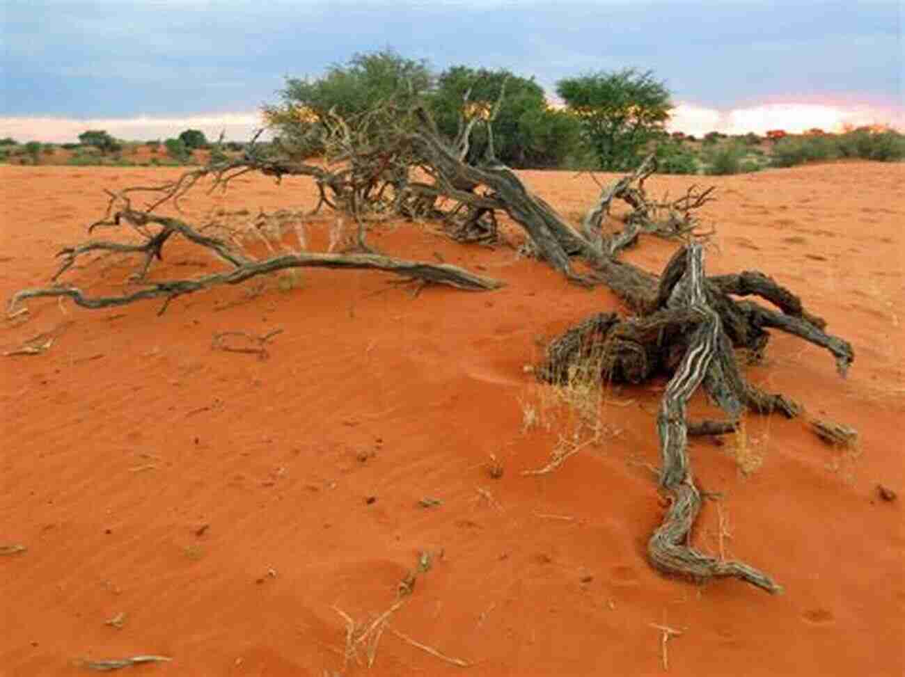 Exploring The Vastness Of The Kalahari Desert Travels In The Kalahari Roxanne Reid