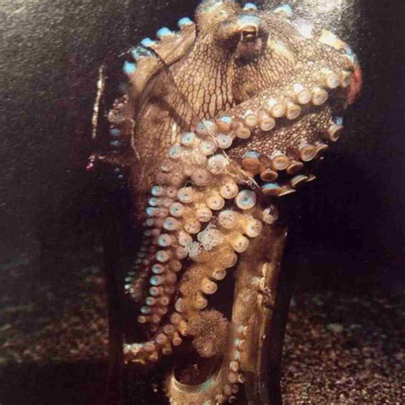 Friendly Octopus Curled In A Tank Octopus As Pets Octopus Pets For Keeping Care Costs Tank Health And Diet Octopus As Pets Owner S Guide