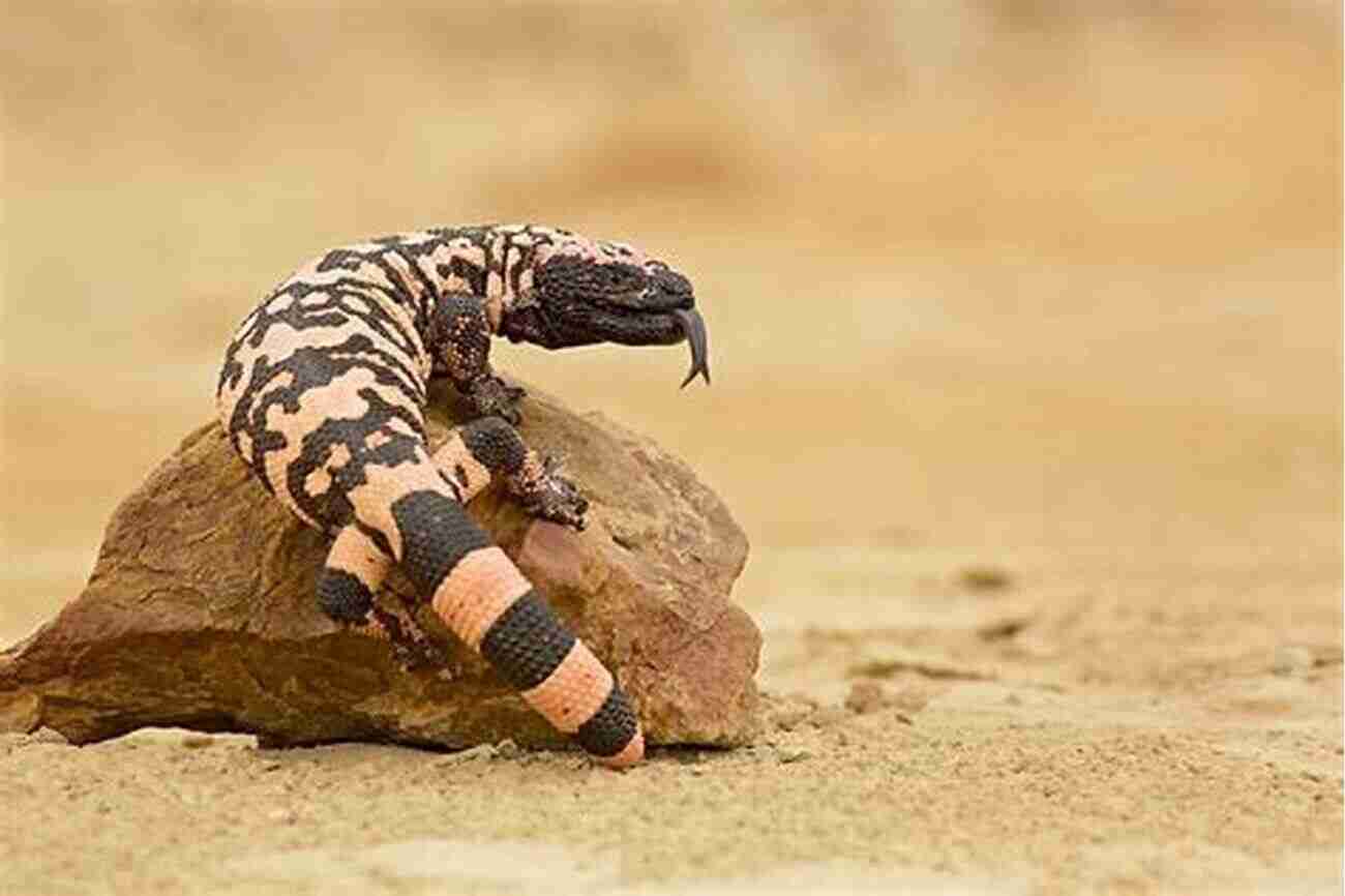 Gila Monster Reptiles Of The World Fun Facts For Kids: Reptile For Children Herpetology (Children S Zoology Books)