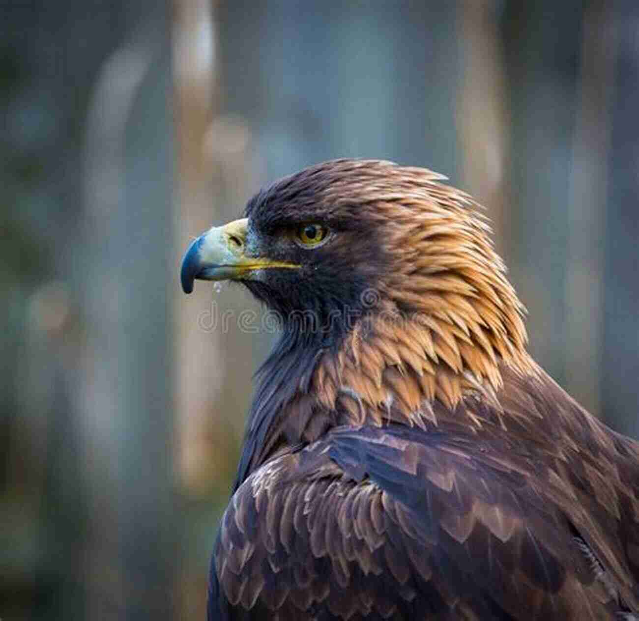 Golden Eagle, The King Of The Skies Rare Birds Of North America