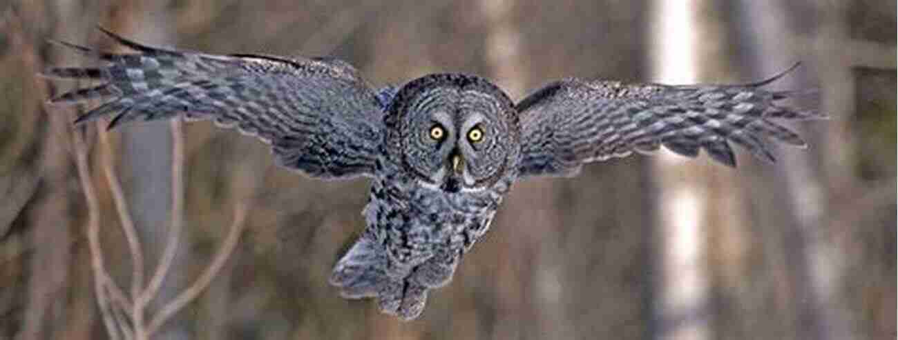 Great Gray Owl, The Haunting Night Guardian Rare Birds Of North America