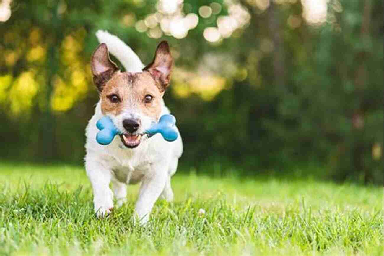 Happy Last Dog Playing Fetch A Happy Truth: Last Dogs Aren T Always Last