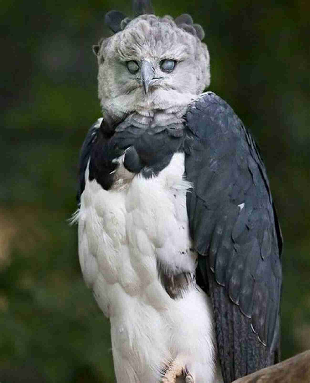 Harpy Eagle The Majestic Raptor Of The Amazon Rainforest 30 Birds Terje Aven