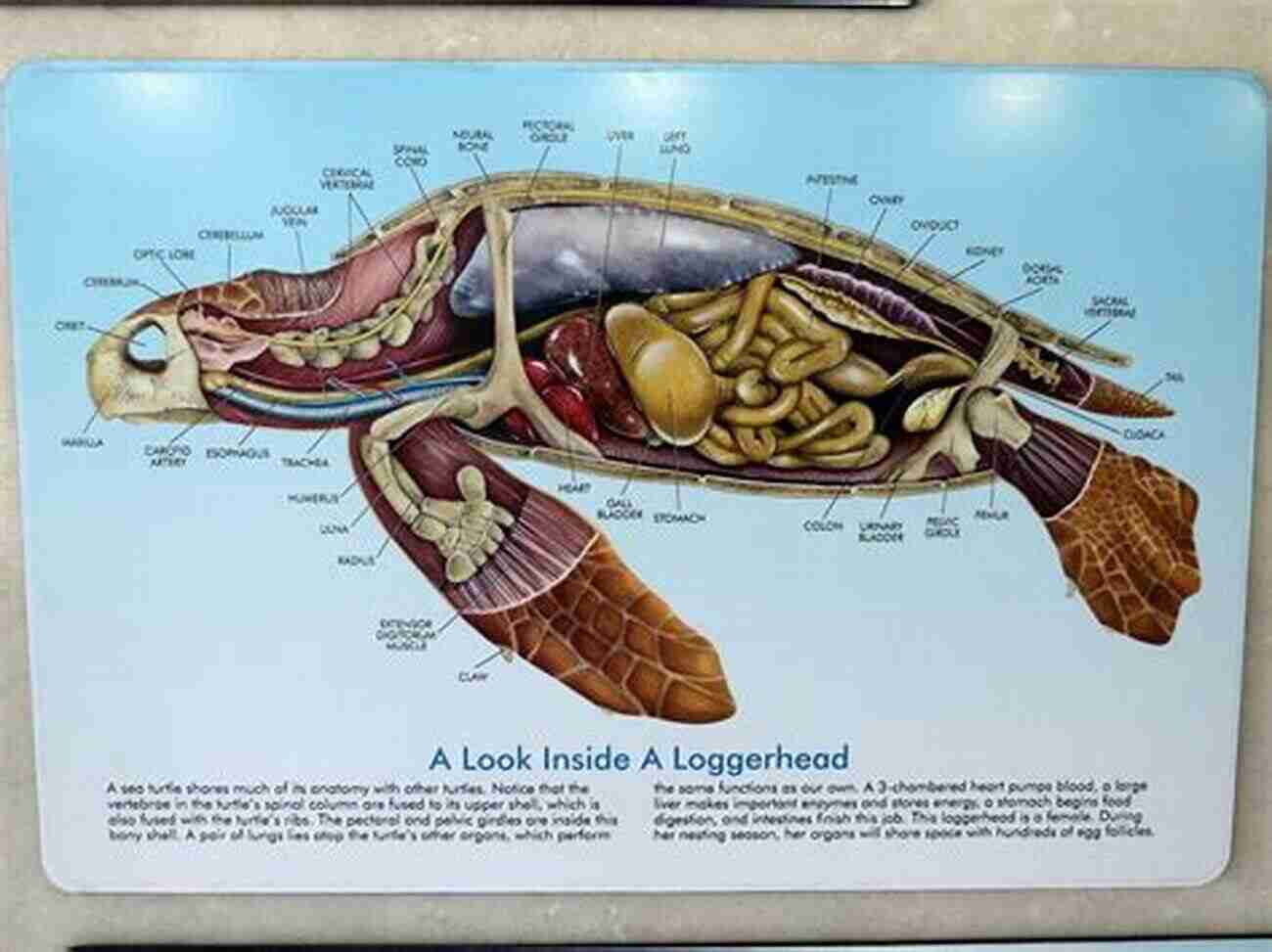 Heart Anatomy Of A Sea Turtle The Biology Of Sea Turtles Volume II (CRC Marine Biology Series)