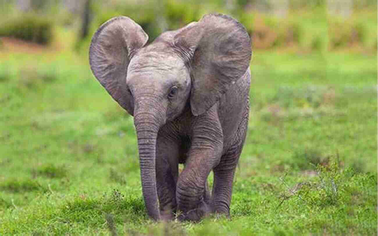 Image Of A Cute Elephant My First ABC Animal (Baby S First 3)