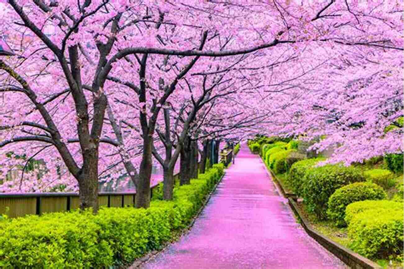 Immerse Yourself In The Wonder Of Cherry Blossom Season In Japan Life In Japan: History And Culture: A Brief To The Land Of The Rising Sun