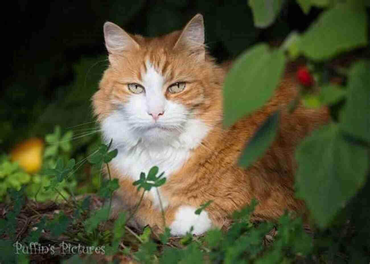 In The Garden Cat Claire Quiet Morning A Peaceful Tale Of Feline Serenity In The Garden: Cat Claire S Quiet Morning