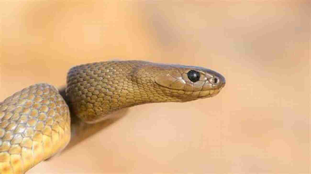 Inland Taipan Malawi S Venomous Snakes: A Guide To The 19 Species That Can Inflict A Fatal Bite On Humans