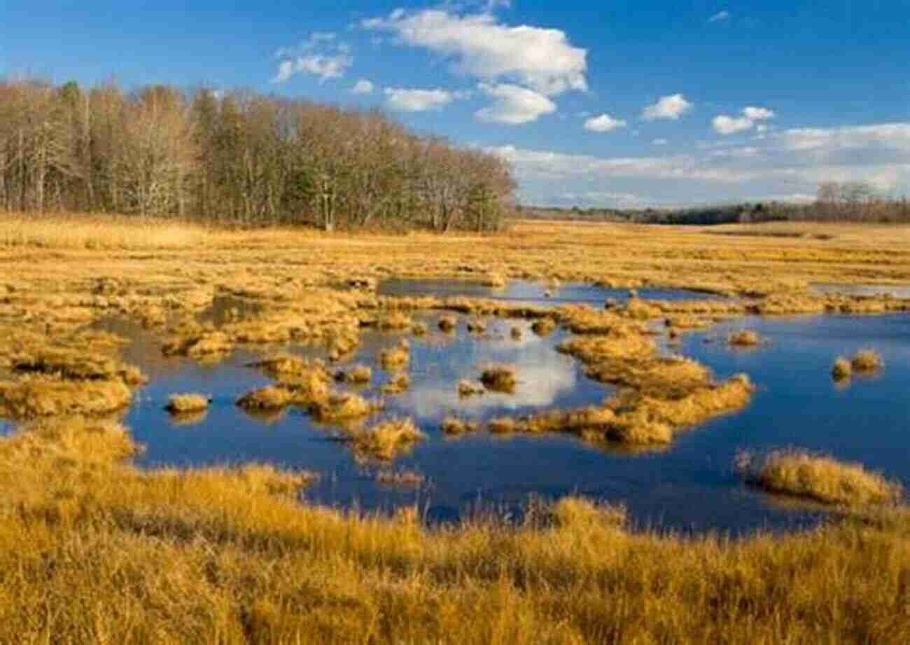 Iowa Wetlands Wildflowers And Other Plants Of Iowa Wetlands 2nd Edition (Bur Oak Guide)