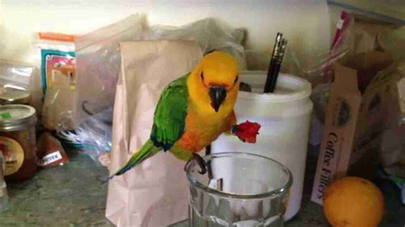 Jenday Conure Enjoying A Meal, Colorful Fruits And Vegetables A Beginners Guide For Caring Feeding And Enjoying Your Jenday Conure