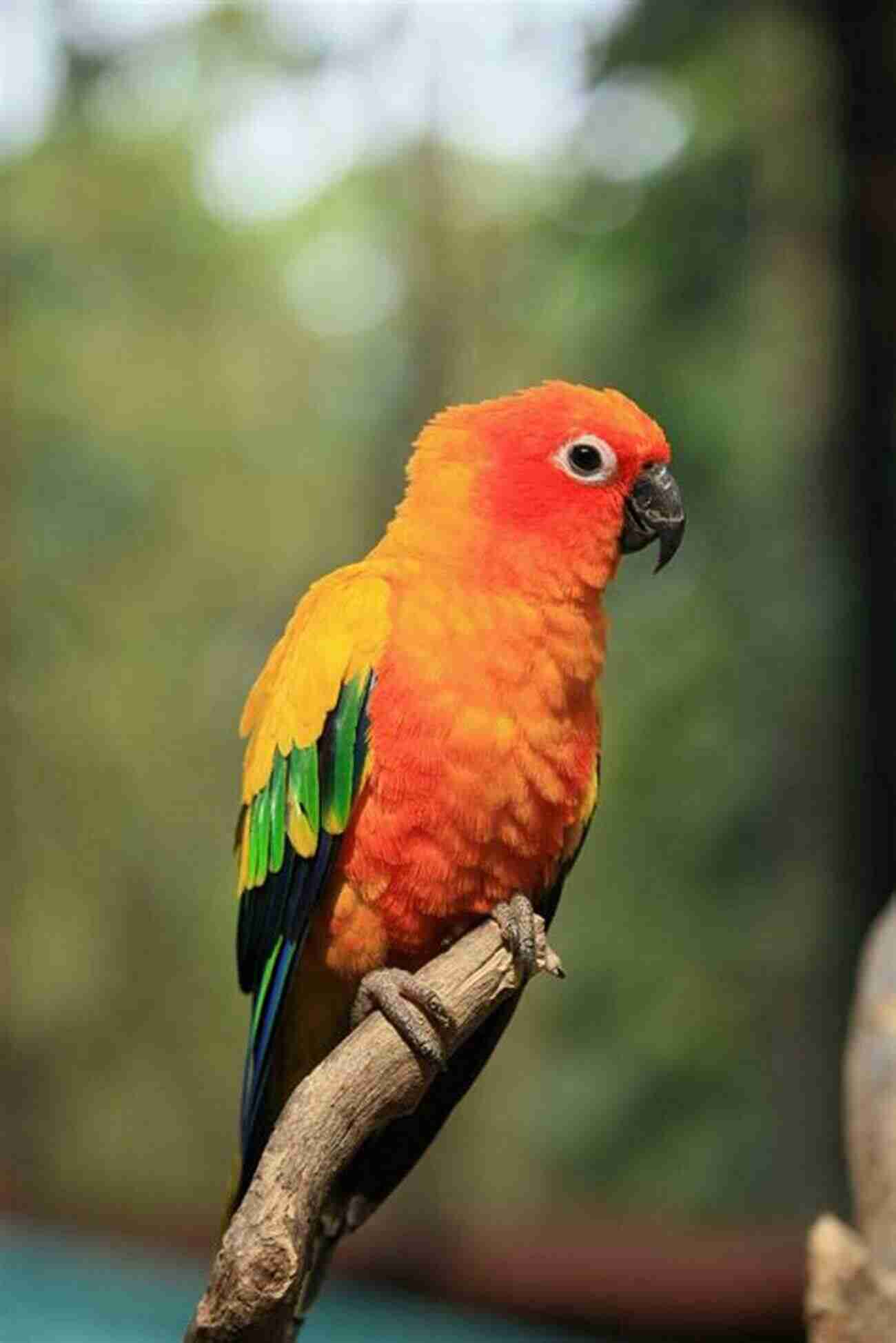 Jenday Conure Sitting On A Branch, Vibrant Colors, And Playful Nature A Beginners Guide For Caring Feeding And Enjoying Your Jenday Conure