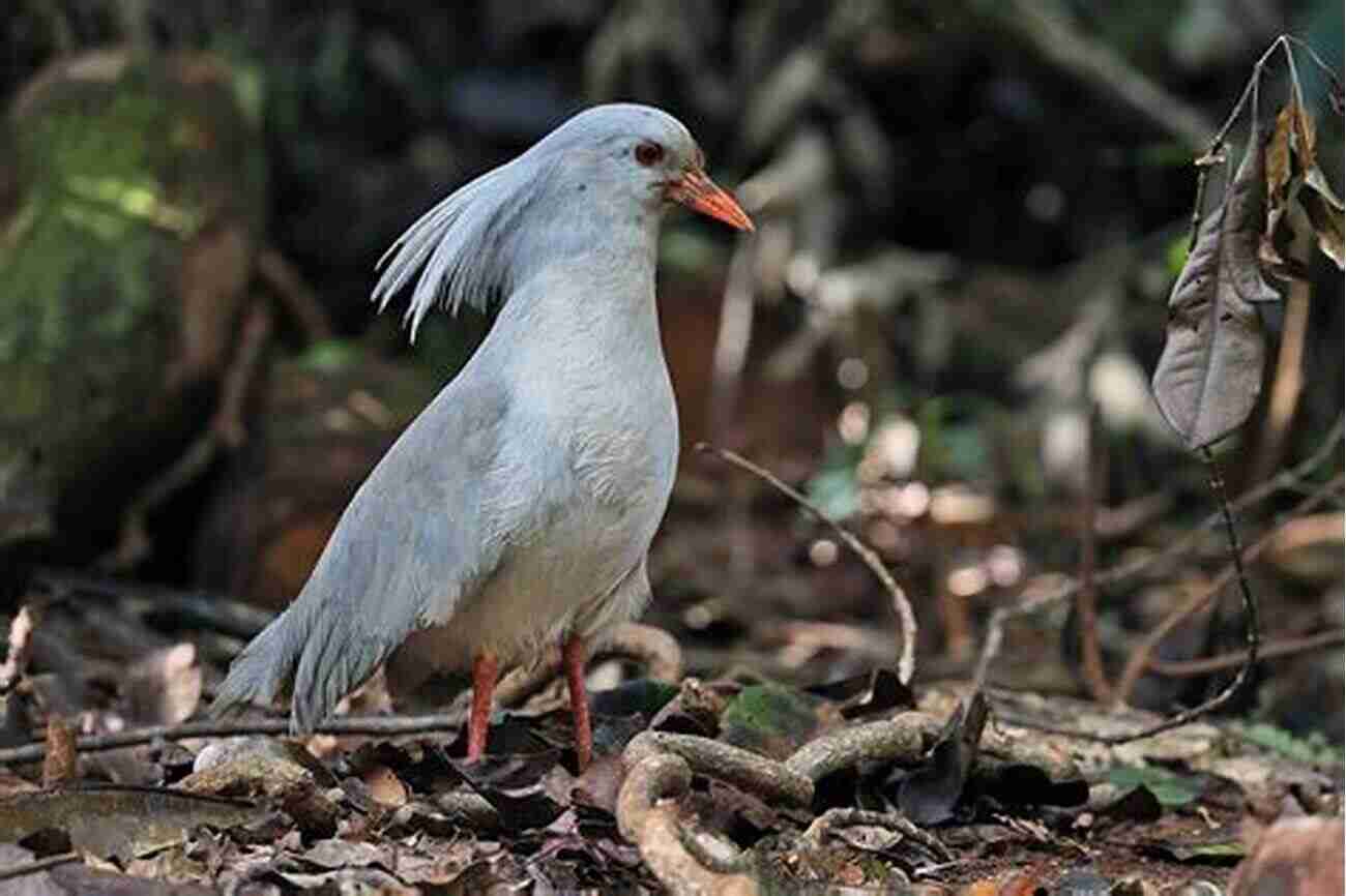 Kagu The Enigmatic Bird Of New Caledonia 30 Birds Terje Aven