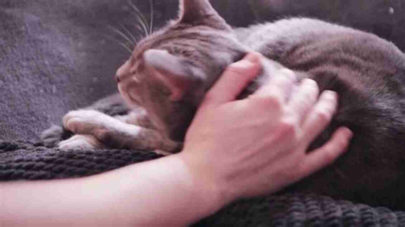 Kneading Exploring The Reasons Behind Your Cat's Purring Massage The Cat Behavior Answer 2nd Edition: Understanding How Cats Think Why They Do What They Do And How To Strengthen Our Relationships With Them