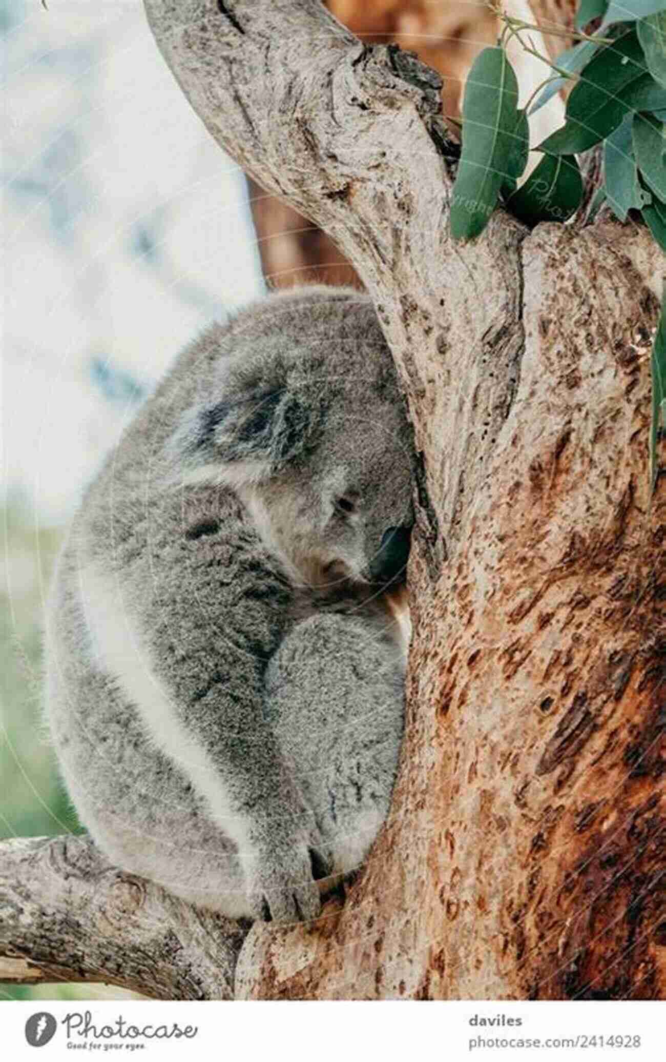 Koala Sleeping On A Branch Shark Information Book: Amazing Facts For Kids With High Quality Pictures Little Kids Picture (Animals Facts Info With High Quality Pics For Kids)