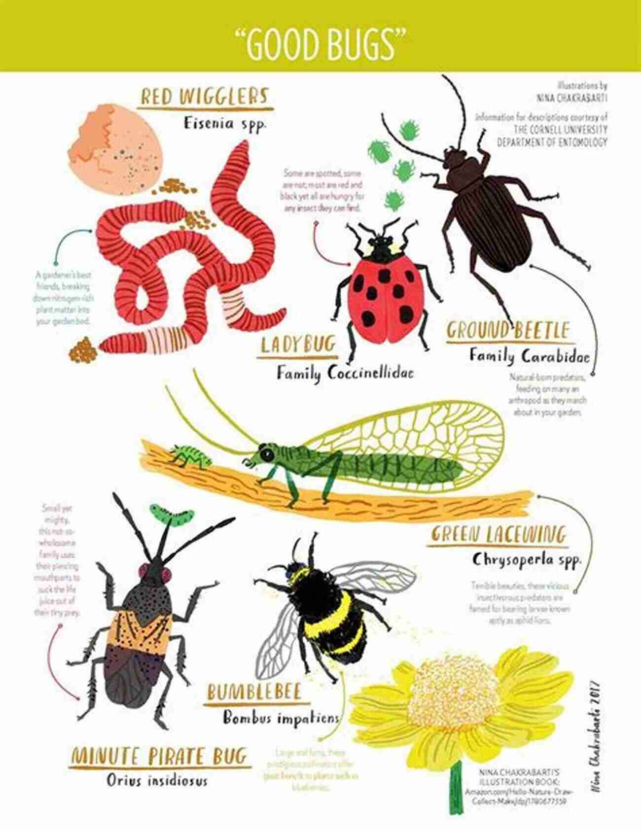 Lacewing Good Bug Vs Bad Bug