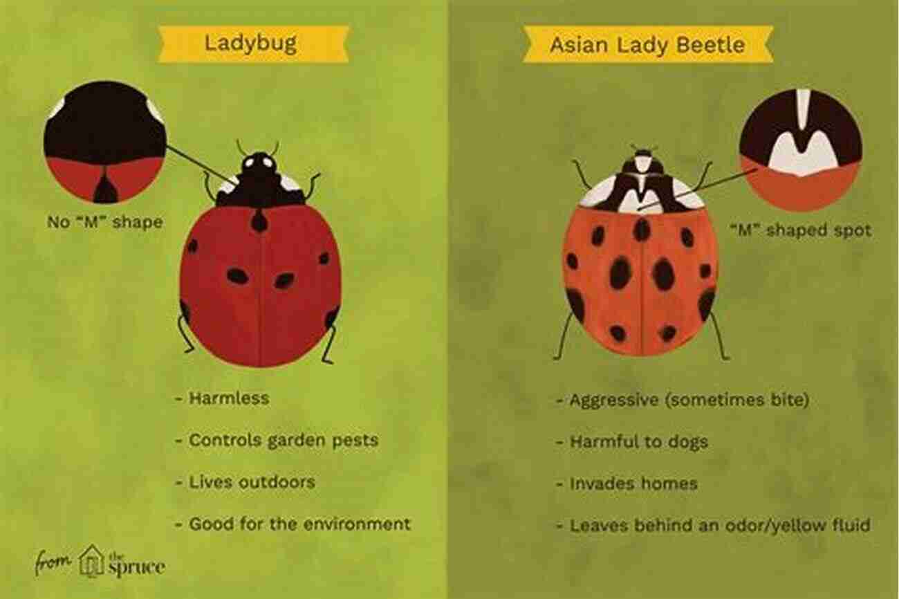 Ladybug Good Bug Vs Bad Bug