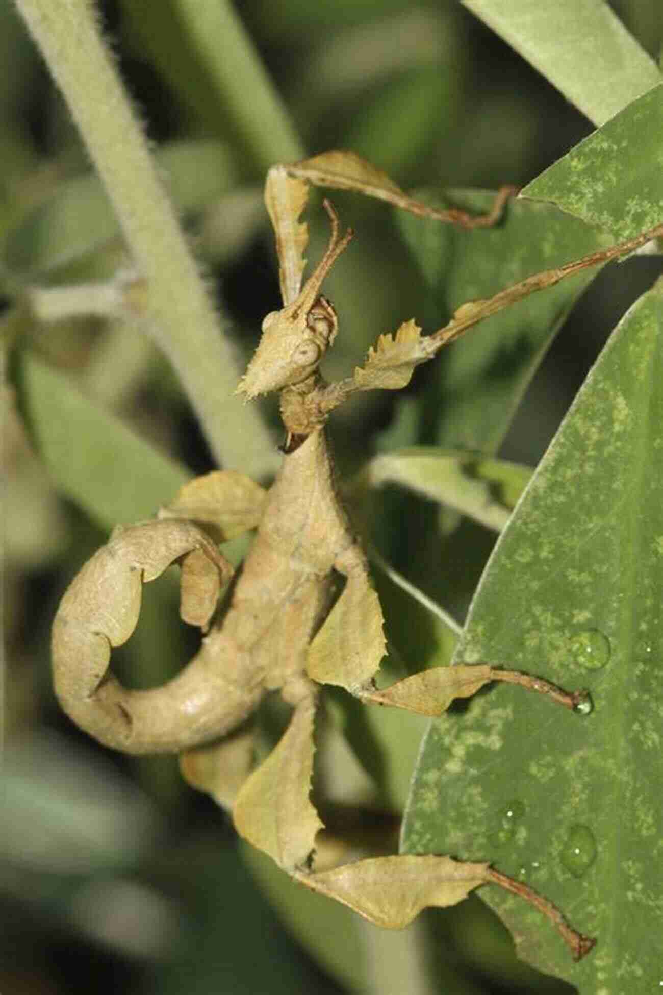 Leaf Insect Blending With Its Environment Insects: Their Ways And Means Of Living