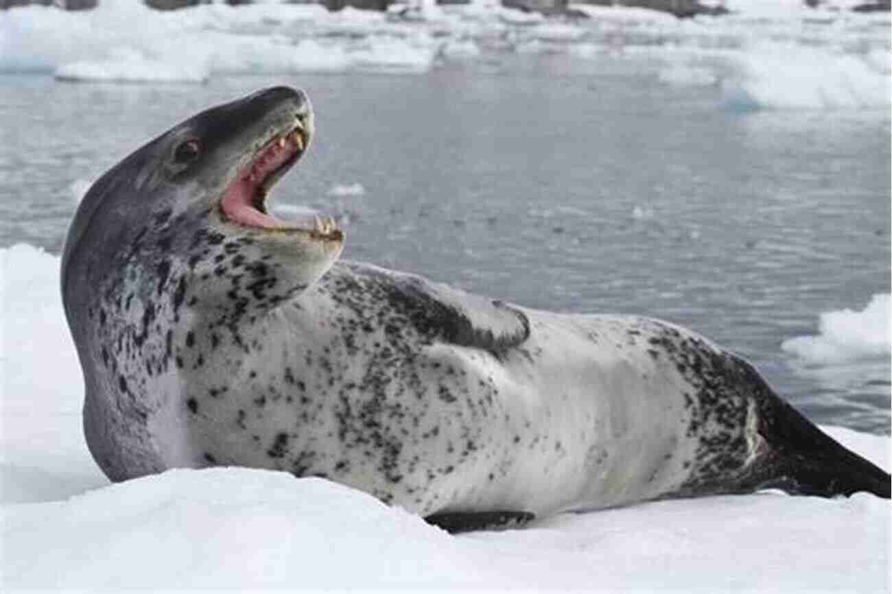 Leopard Seal In Antarctica LEOPARD SEAL: Information You Need To Know About Leopard Seal