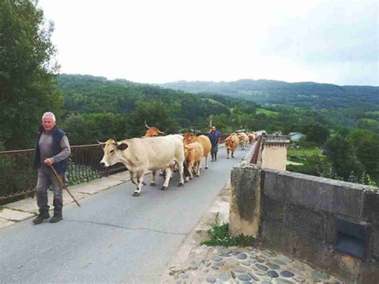 Life With Animals In Rural France Monsieur Le Vet: My Life With Animals In Rural France